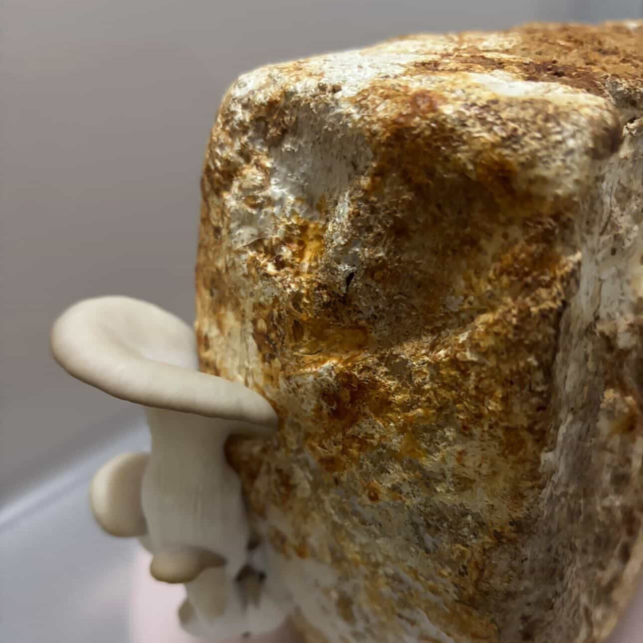 White Oyster Grow-Kit