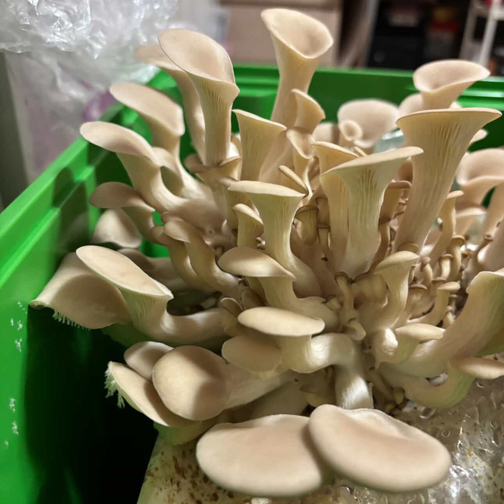 White Oyster Grow-Kit