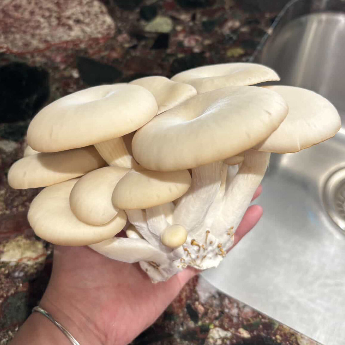 White Oyster Grow-Kit