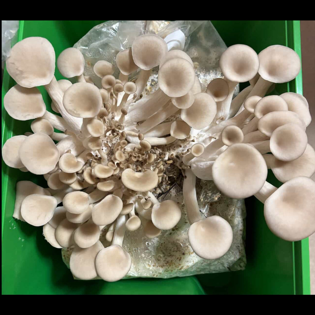 White Oyster Grow-Kit