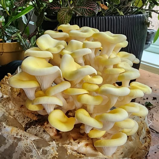 Gold Oyster Grow-Kit
