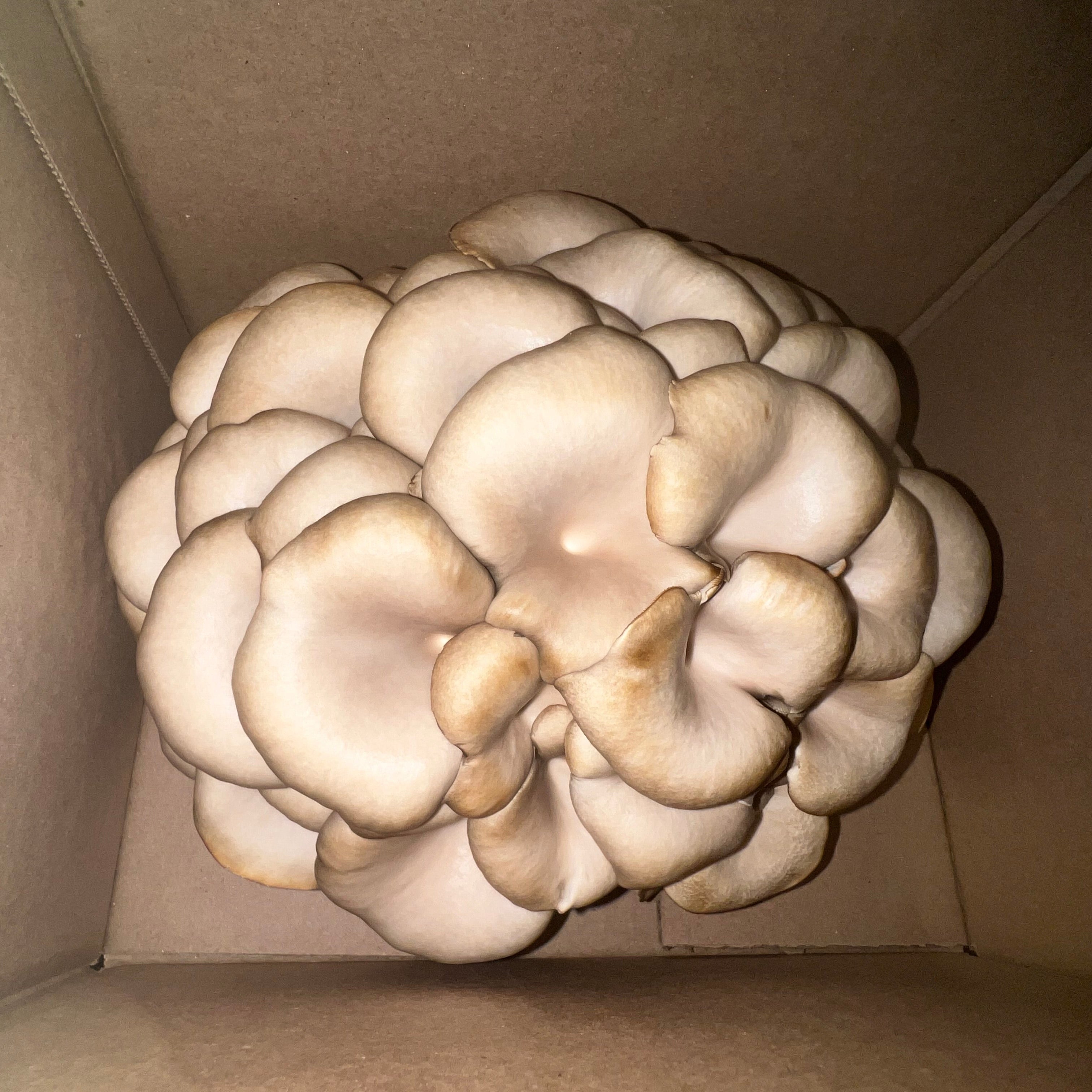 Fresh Mushrooms Order Form