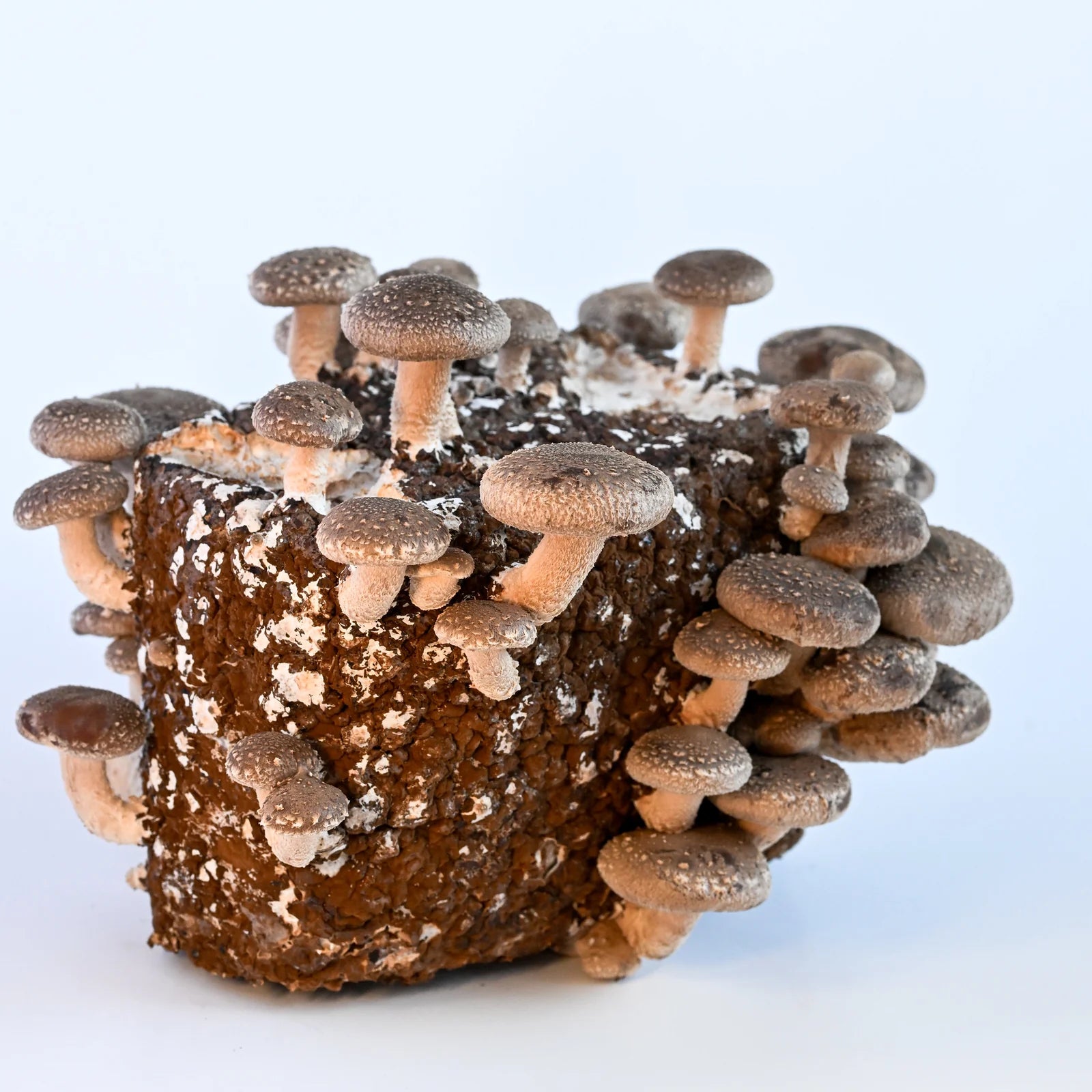 Shiitake Grow-Kit