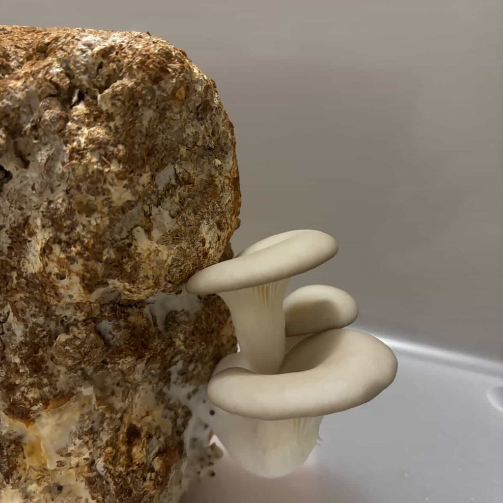 White Oyster Grow-Kit