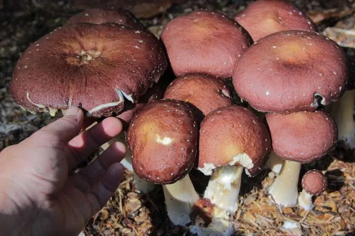 Wine Cap Mushroom Bed Install (Spring Deposit)