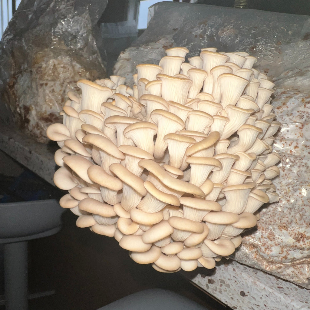 3 Grow-Kit Variety Bundle