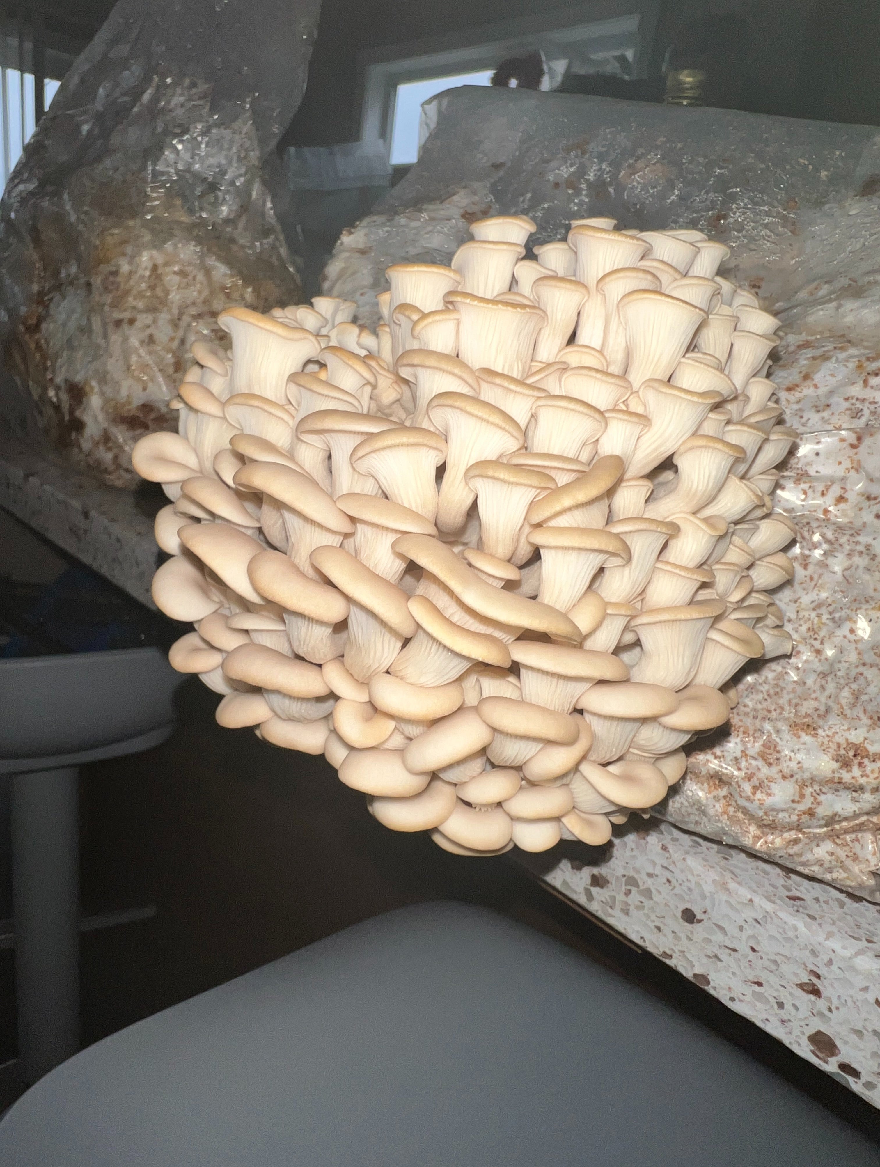 Manitoba Oyster grow kit