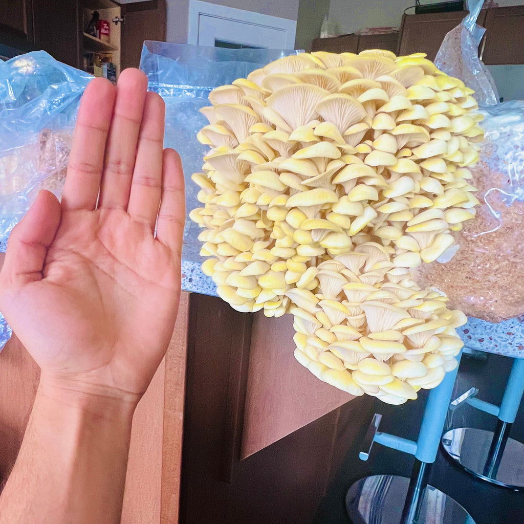 Gold Oyster Grow-Kit