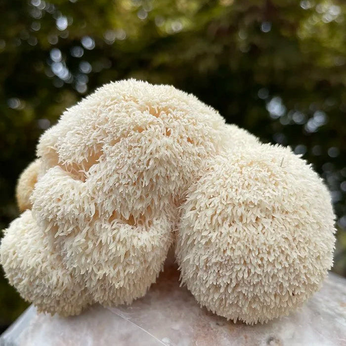 Lion's Mane Grow-Kit