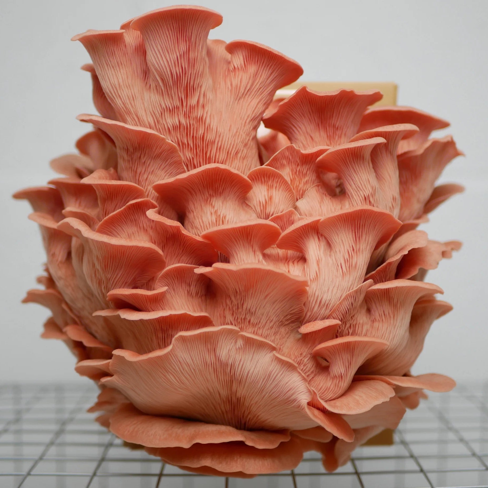 Pink Oyster Grow-Kit