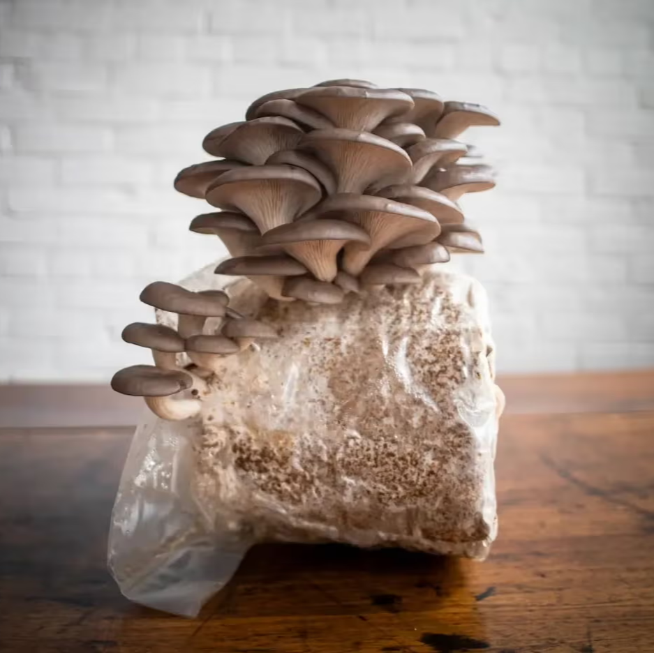 Blue Oyster Grow-Kit