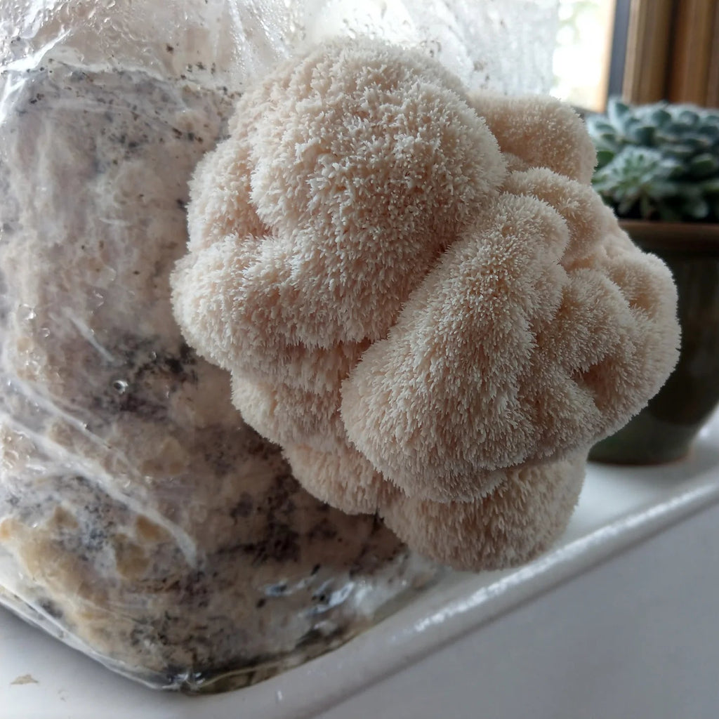 Lion's Mane Grow-Kit