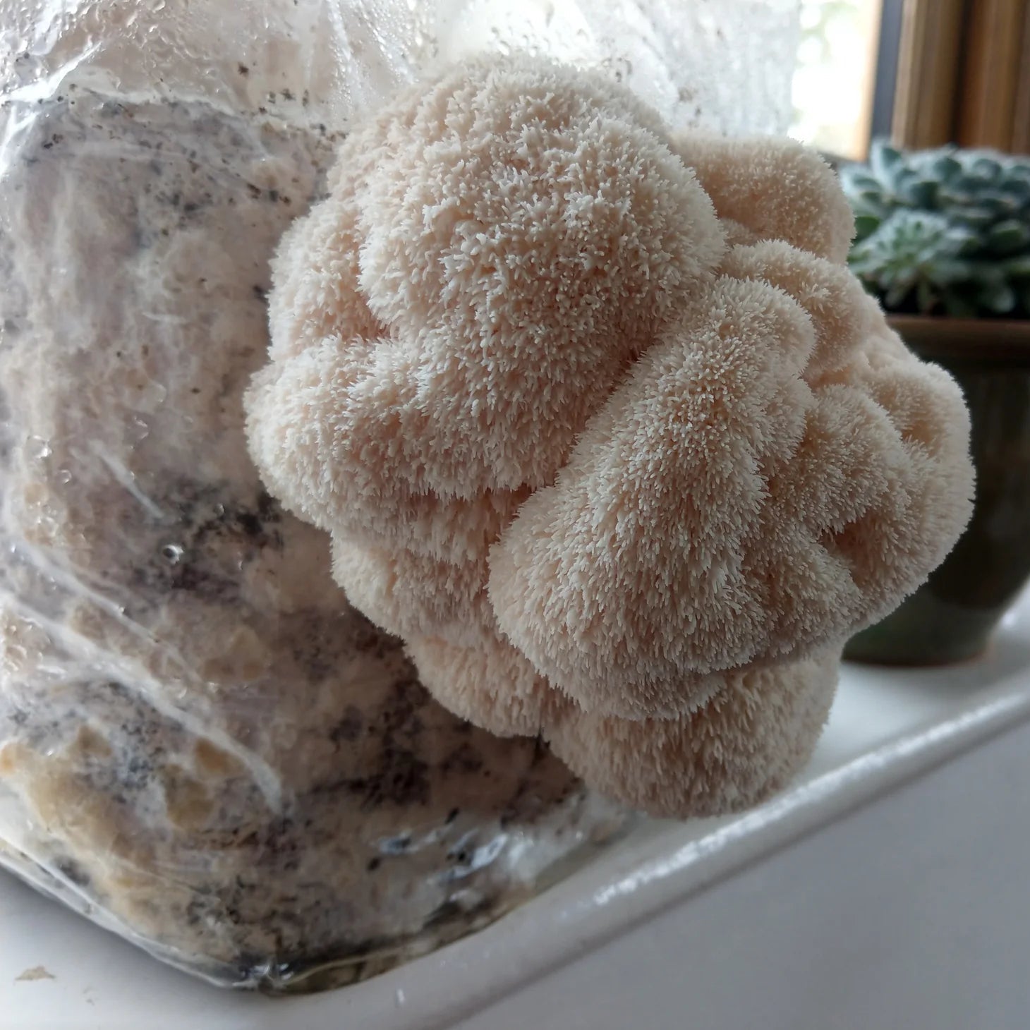 Lion's Mane Grow-Kit