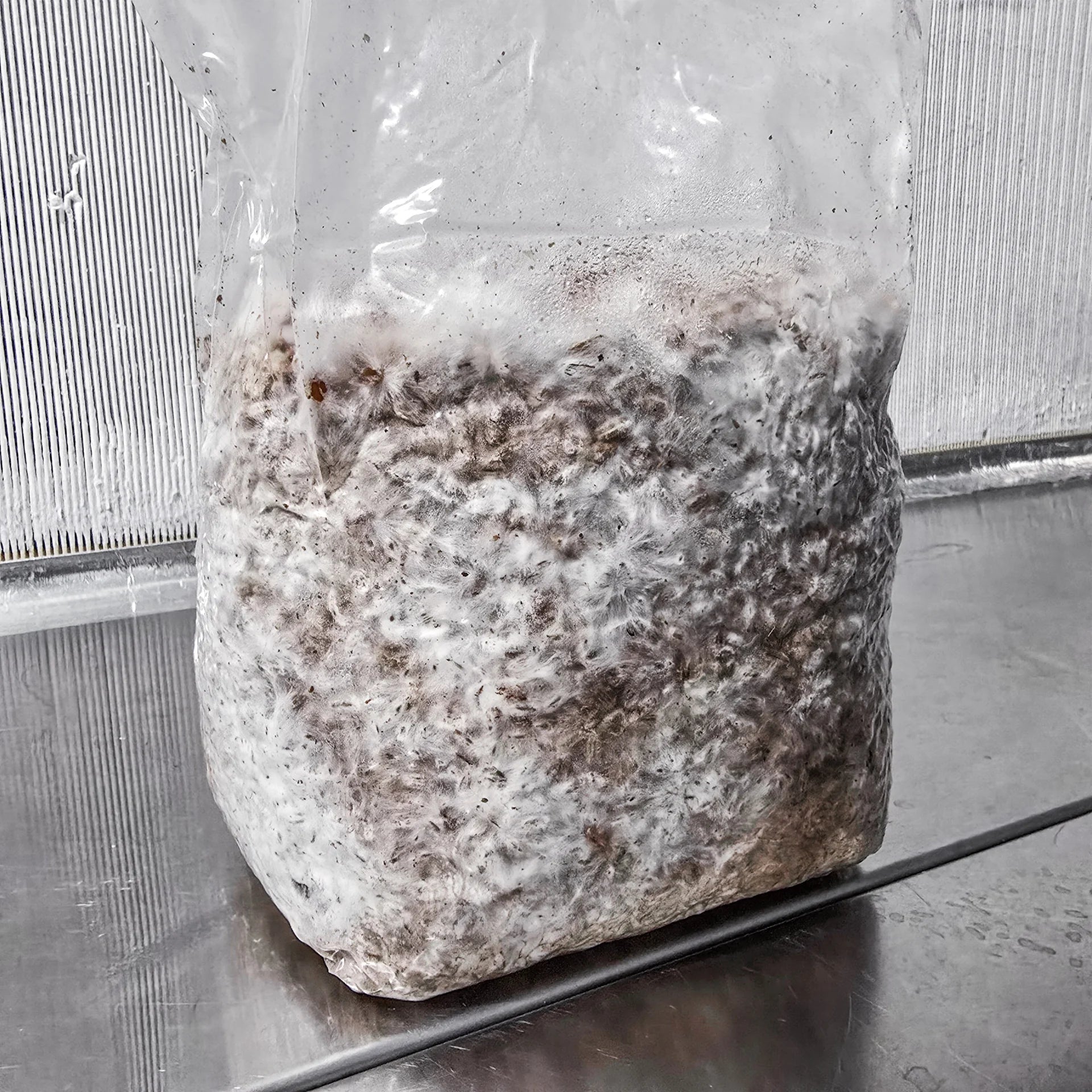 Mushroom Spawn (Grain/Sawdust/Plugs)